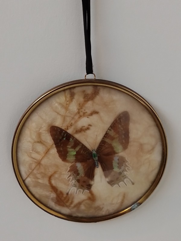Original Brendler - diorama vlinder